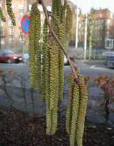 Corylus-colurna-catkins.JPG