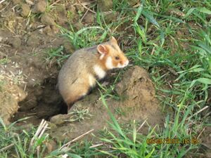 Cricetus cricetus - (Lubin, Poland).jpg