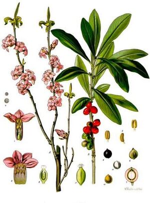 Daphne mezereum - Köhler–s Medizinal-Pflanzen-050.jpg