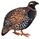 Francolinus francolinus hm white background.jpg