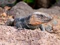 Gallotia stehlini -Gran Canaria, Canary Islands, Spain-8.jpg