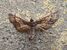 Hydriris ornatalis Lucca 02.jpg