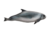Kogia sima (transparent background).png