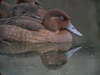 Madagascar Pochard, Captive Breeding Program, Madagascar 4.jpg