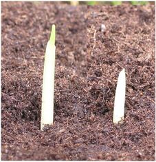 Mais kiemplant.jpg