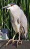 Nycticorax-nycticorax-004.jpg