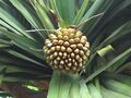 Pandanusutilisfruit.JPG