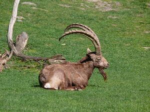 Steinbock1000943.JPG