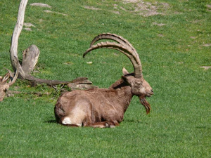 Steinbock1000943.JPG