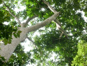 Umbrella canopy tree.jpg