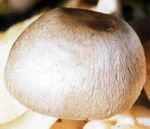 Volvariella surrecta 178610 crop.jpg