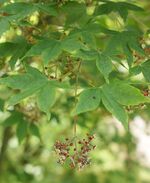 Acer pubipalmatum kz1.jpg