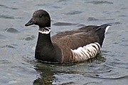 Branta bernicla Puget Sound 0.jpg