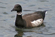 Branta bernicla Puget Sound 0.jpg