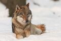 Бордз (Canis lupus)