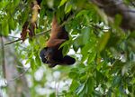 Chiropotes sagulatus (Chiropotes chiropotes) 2.jpg