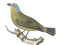 Chlorophonia flavifrons.jpg
