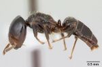 Cladomyrma hewitti casent0173906 profile 1.jpg
