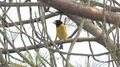 Coccothraustes abeillei.jpg