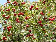 Crataegus azarolus Frucht.jpg