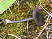 Entoloma mougeotii 02.jpg