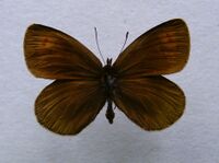 Erebia stirius.jpg