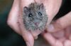 Hastings River Mouse.jpg
