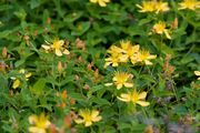 Hypericum kamtschaticum var. senanense 08.jpg