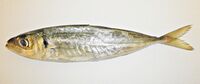 Jurel mediterráneo (Trachurus mediterraneus).jpg