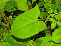 Lamiaceae - Salvia glutinosa.JPG