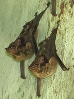 Lesser White-lined Bats - Saccopteryx leptura, Brasso Seco Trinidad october 2013JPG 2.jpg