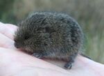 Microtus levis? from Luhanshchyna.jpg