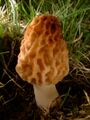 Fungi - Morchella esculenta
