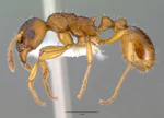 Myrmica ruginodis casent0008642 profile 1.jpg