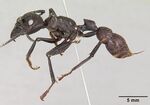 Paraponera clavata casent0003165 profile 1.jpg