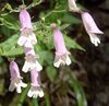 Penstemon canescens (homeredwardprice) 001.jpg
