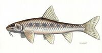 Romanogobio albipinnatus halványfoltú küllő.jpg