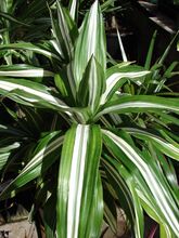 Starr 080117-2118 Dracaena fragrans.jpg