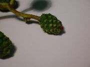 Taphrina alni developing languet.JPG