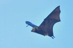 2012-10-27-Mauritius - Pteropus niger - Roussette - L2290C.JPG