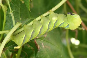 Acherontia atropos larva 2.jpg
