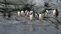 Antarctic, penguins (js) 14.jpg