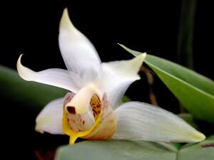 Benzingia caudata.jpg