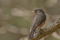 Bhargav Dwaraki KASHMIRI FLYCATCHER2.jpg