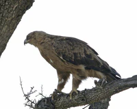 Booted Eagle1.jpg