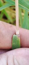 Calamagrostis purpurea leaf (03).jpeg