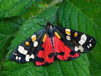 Callimorpha dominula (5863590005).jpg