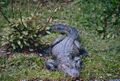China-Alligator.jpg