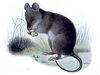 Chrotomys silaceus.jpg