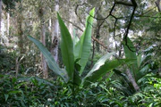 Ensete ventricosum Abyssinian Banana.jpg